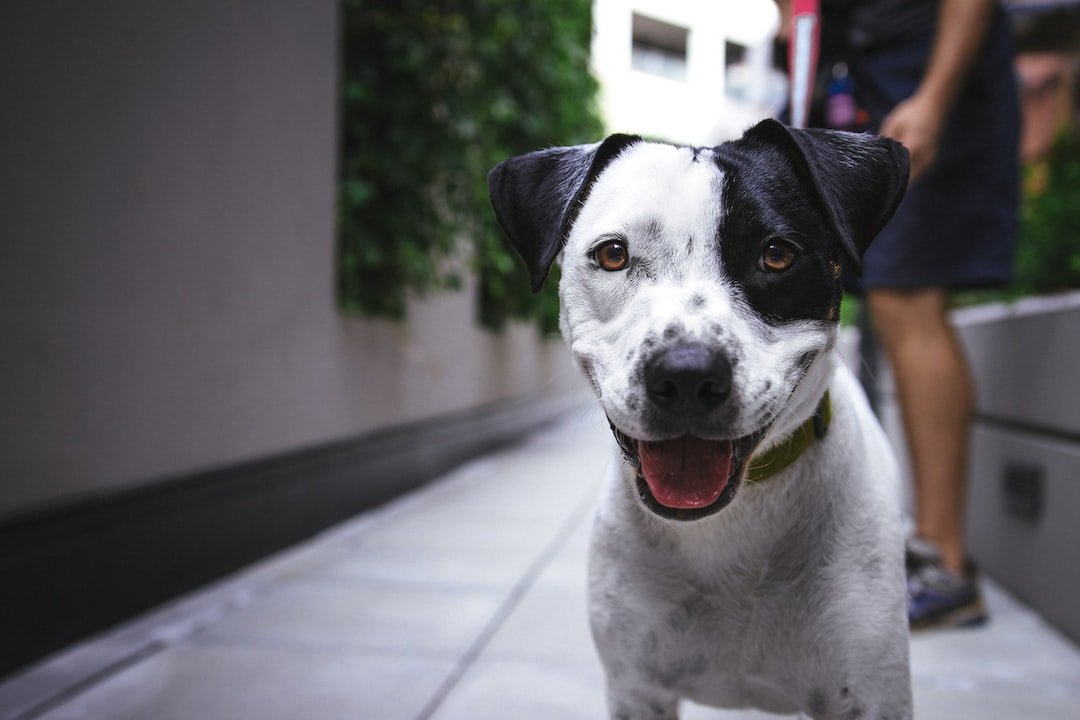 Find Fido-Friendly Accommodations: Pet-Friendly Hotels Near Dog Parks